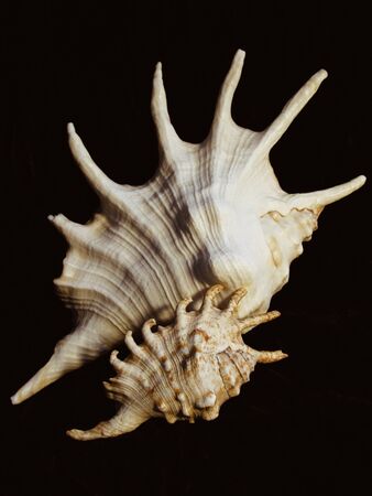 Two sea spiky shells on a black background
