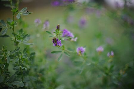Violet clover flowers grows in a green field. Soft selective focusの写真素材