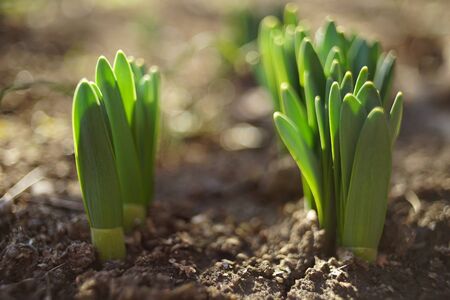 Young green sprouts of daffodils flowers grow in the ground of a sunny garden
