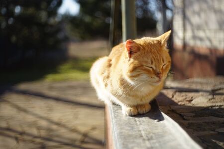 Loovely ginger cat relaxed in the sunny yard.の写真素材