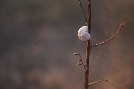 snail shell on a branch in a sunny garden.