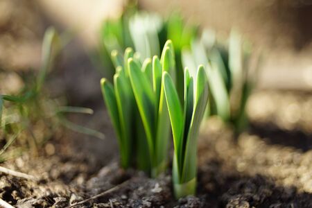Fresh green sprouts of daffodils flowers grow in the ground of a sunny garden in spring.