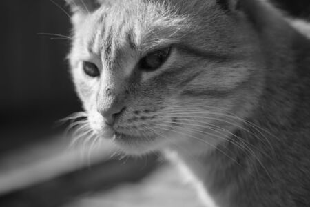 Cute cat is looking side with interest. Macro portrait of a cat. Black and white photo.