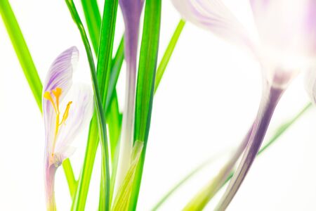 Purple crocus flower. Isolated white background. Design art cardの写真素材