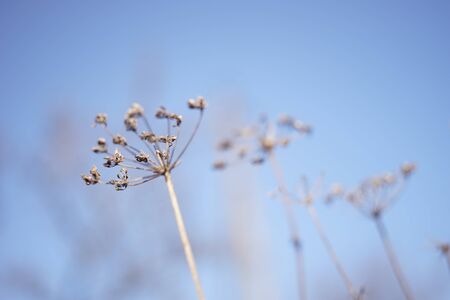 Dry umbrella sprout of dill against the blue sky.