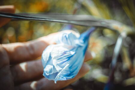 Female hand touch blue crocus flower in sunny garden closeup.の写真素材