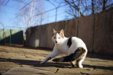 White cat dance in the sunny yard. Cute pet portraitの写真素材