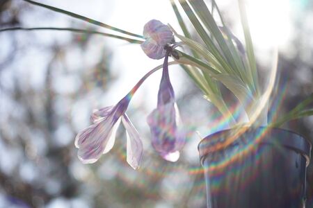 Crocus flowers grow in sunny garden closeup. Purple white flower buds. Sun rays aroundの写真素材