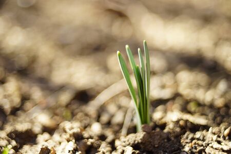 Fresh green sprouts of daffodil flowers grow in the sunny garden in spring.