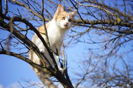 Cute ginger on a tree branch against a blue sky. Lovely cat walk outdoor