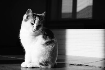 White cat sitting in dark room with light on him and strong shadow.の写真素材
