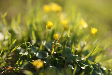 Yellow marsh marigold flowers grow in a spring sunny garden