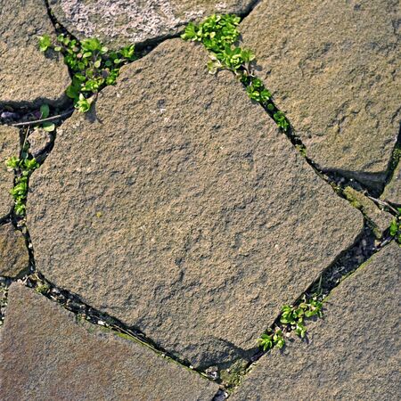 Old pavement of wild stones with green grass in the seams.