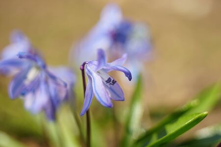Small blue flower grows in the sunny garden.