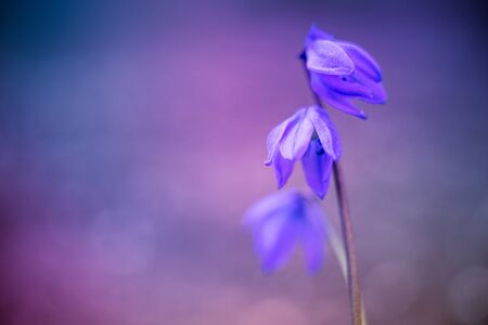 Tender blue flowers in blurred purple background
