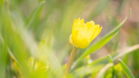 Yellow flower growing in a sunny garden, macro photoの写真素材