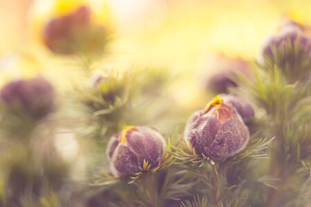 Young adonis vernalis flowers grow in the spring garden. Closed young buds in lush green foliage