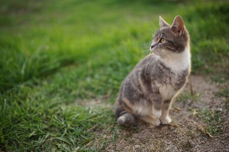 Cute ash cat portrait in the garden, look and paw raised up.の写真素材