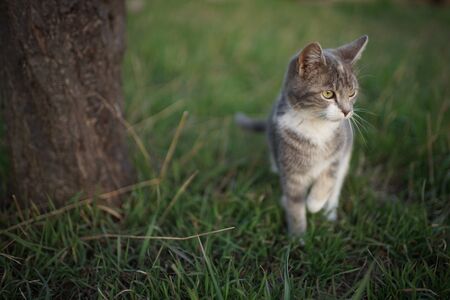 Cute young maneki neko kitty walk in spring garden, lovely cat portrait outdoor, posing with paw raised up.の写真素材