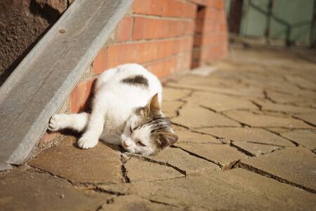 White cat basking in the sunny yard, cute portrait of a pet in the spring yard, the cat rubs on the floor.の写真素材