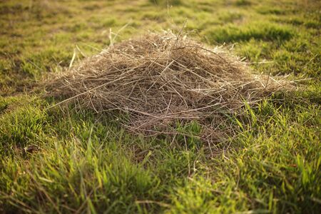 heap of dry grass among green grass in a sunny garden.の写真素材