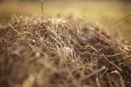 A pile of dry grass after harvesting in a sunny garden closeup