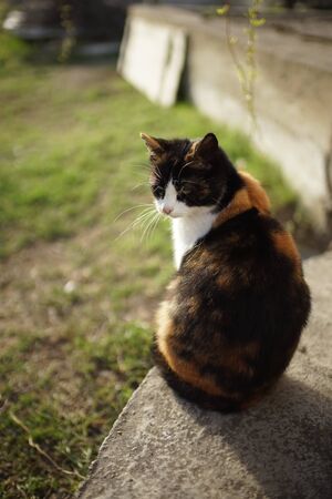 Tricolor kitty sitting in the sunny spring garden, domestic animals relax outdoor, maneki neko cat.の写真素材