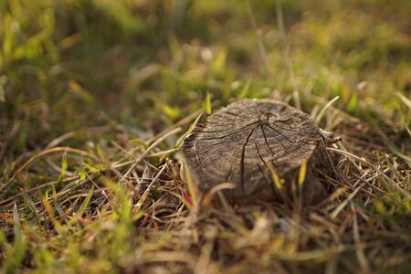dry stump in cracks in dry and green grass, sunny garden, side view.の写真素材