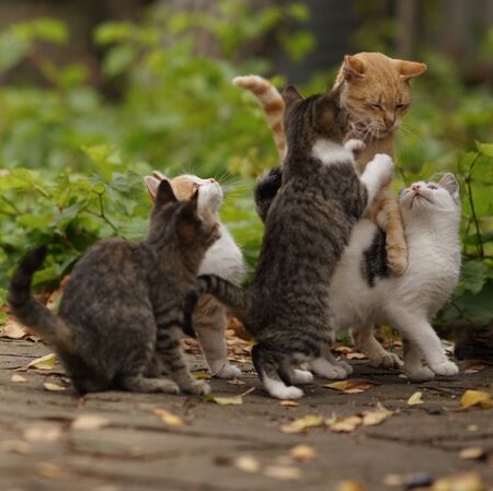 funny cats play and jump in the autumn park