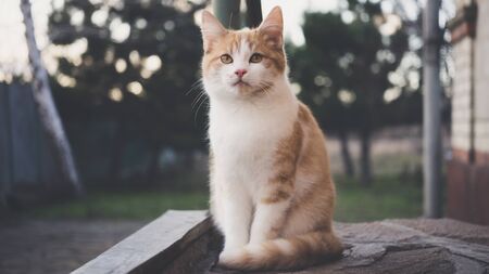 Cute ginger kitten sitting on the doorstep in the eveningの写真素材