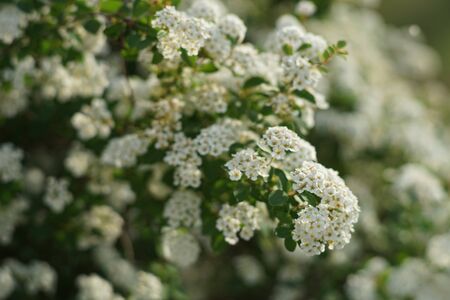 Bush cherry in bloom with small white flowers closeup