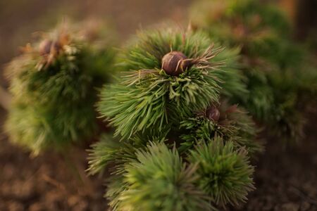fluffy bush of wild peony flower with closed budsの写真素材