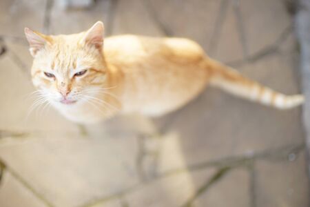 Ginger cat closeup portrait outdoors on the stone floor, top view