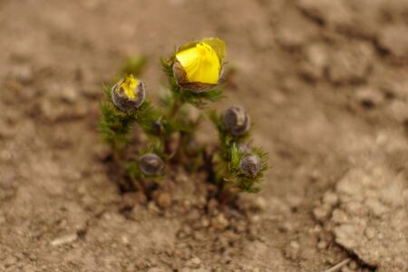 Yellow flowers adonis grow in the soilの写真素材