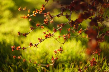 Barberry bush with small red leaves grows in a vivid spring gardenの写真素材