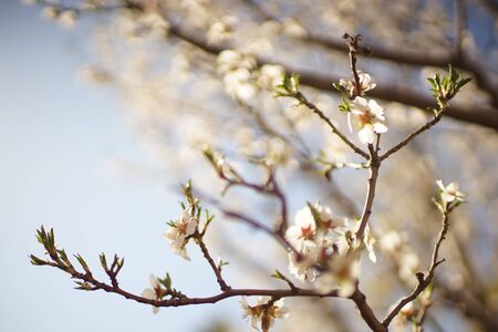 Amond tree with big beautiful white flowers in blue skyの写真素材