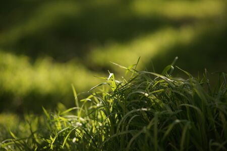 Fresh green grass grow in spring field, side view, copy space