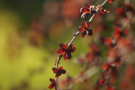 Barberry bush branch with small red leaves grows in a spring garden