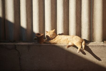 red cat rest on the blind area of a rural slate fence.の写真素材
