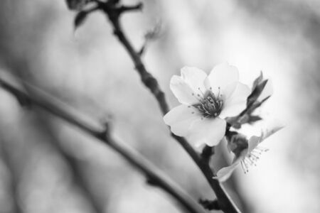 Blooming tree flower closeup, bw photoの写真素材