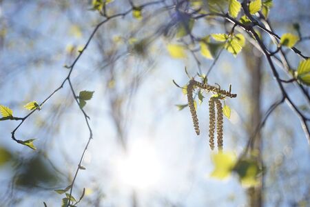Young birch leaves and earrings on the branches, the sun and blue sky in a blurry background