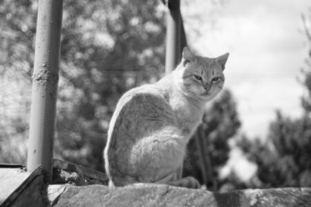 cat portrait in summer day outdoor, bw photoの写真素材