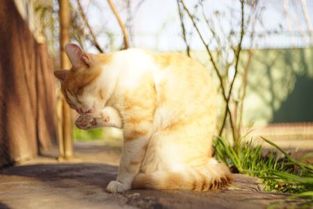 Ginger cat washes itself with paws in a sunny rural yard, cats keep clean.の写真素材