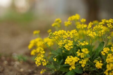 Yellow alissum bush flowers grow in the garden.の写真素材