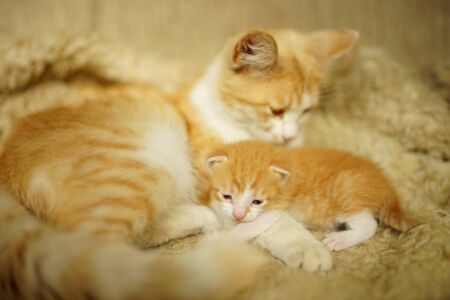 a newborn kitten lies on a cat paw on a blanket, a nanny cat, two cats of the same color, but of different agesの写真素材