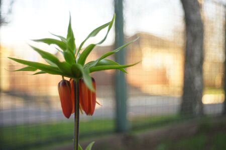 Orange flower royal grouse grows in the rural garden.の写真素材