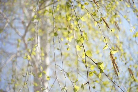 Birch tree with young leaves on the branches, natural blurred background with trunk.の写真素材