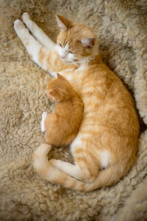 Ginger cat and newborn kitten sleep in hugs, closeupの写真素材
