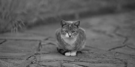 Lonely cat sitting on the road, bw