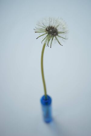 Fluffy dandelion flower in a small blue vase on the white table. Art card.の写真素材